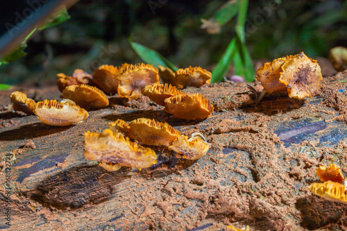 Mushrooms are born when after rain or in a moist place.