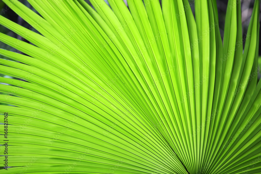 fresh palm leaf texture background fresh palm leaf texture background