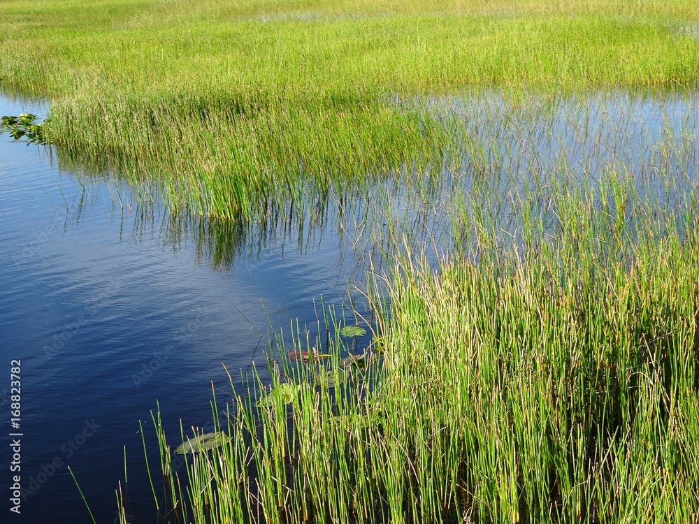 Obraz premium Pine Glades Natural Area in Florida Swamps