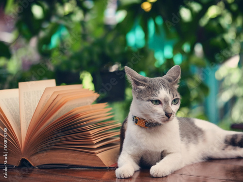 Soft focus image, Composition of love with open book heart shape and lovely cat, vintage color tone style process