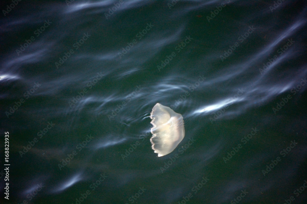 Naklejka premium Jellyfish, Faxa Bay, Iceland