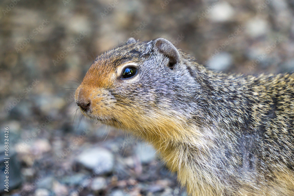 Fototapeta premium european suslik gopher or ground squirrel in the wilderness outside.