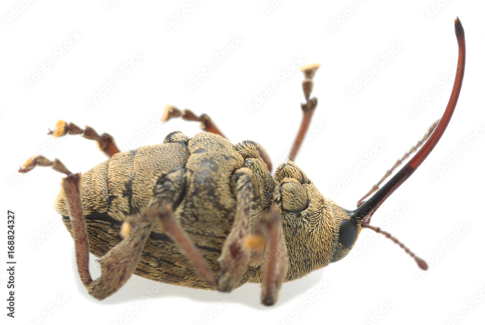 Macro photo of a nut weevil, Curculio nucum isolated on white background