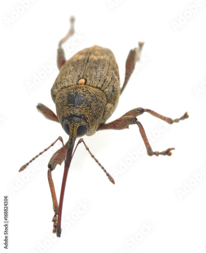 Macro photo of a nut weevil, Curculio nucum isolated on white background