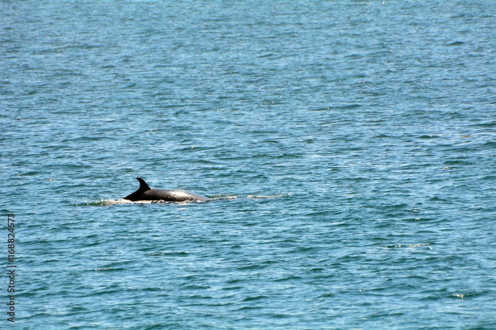 Fototapeta premium Minke whale, Faxa Bay, Iceland