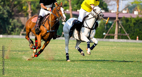 Action Shot Of the Polo Player  Playing Polo Horse During the Games.