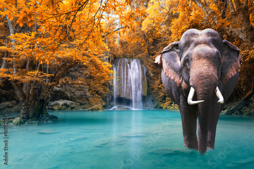 Beautiful waterfall and elephant autumn forest, Kanchanaburi province, Thailand photo