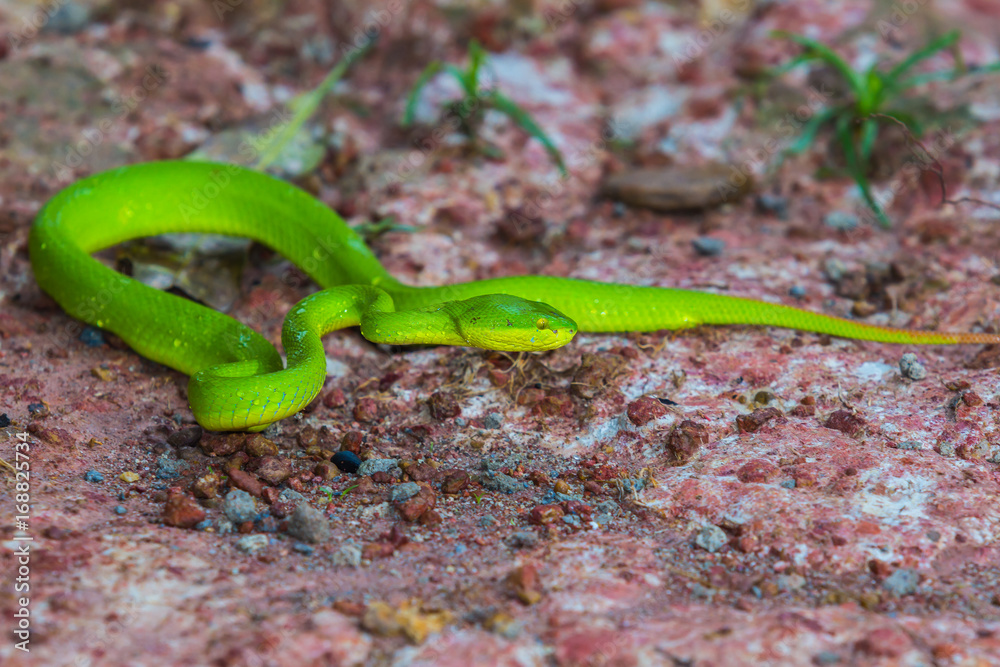 Obraz premium green snake in Thailand
