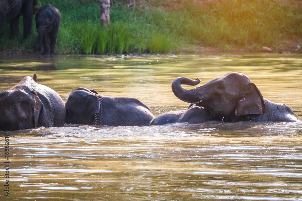 Elephants bathing in the river. National park. Elephants bathing in the river. National park.
