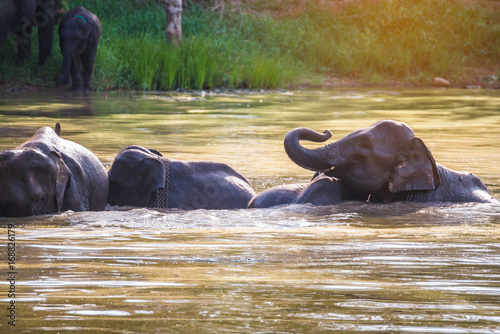 Elephants bathing in the river. National park.
