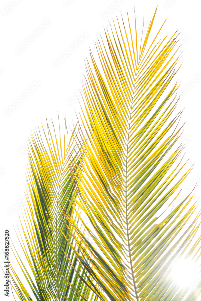 Fototapeta premium coconut leaves isolated on white background