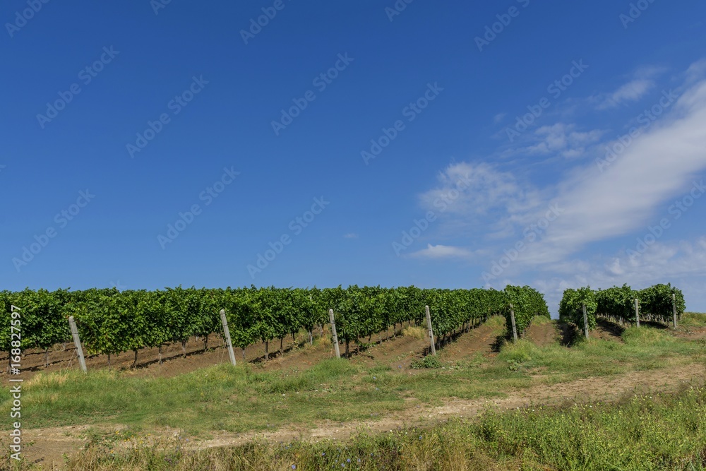 Vine rows are aligned on the slope of a hill against the blue sky with small white clouds. Beautiful vineyard is situated near Murfatlar in Romania.