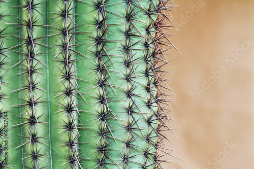 Tableau sur toile Close up of a saguaro cactus with blurred background copy space in Saguaro National Park near Tucson, Arizona, USA