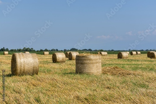 Round bales of straw on cut grain field. Round straw bales in harvested fields and blue sky with clouds. Round bales of hay left in the field after harvesting.