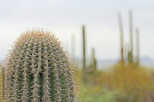Close up of a saguaro cactus with blurred background copy space in Saguaro National Park near Tucson, Arizona, USA.