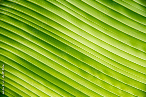 green banana leaf texture for background