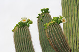 The top of three arms on a saguaro cactus with new blooms of white flowers starting and a background of white sky copy space in Saguaro National Park, Tucson, Arizona, USA.