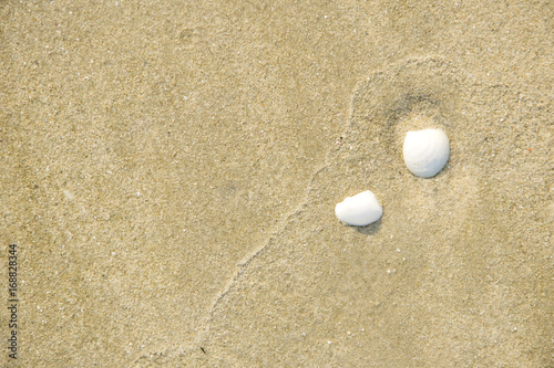 seashells on sand beach