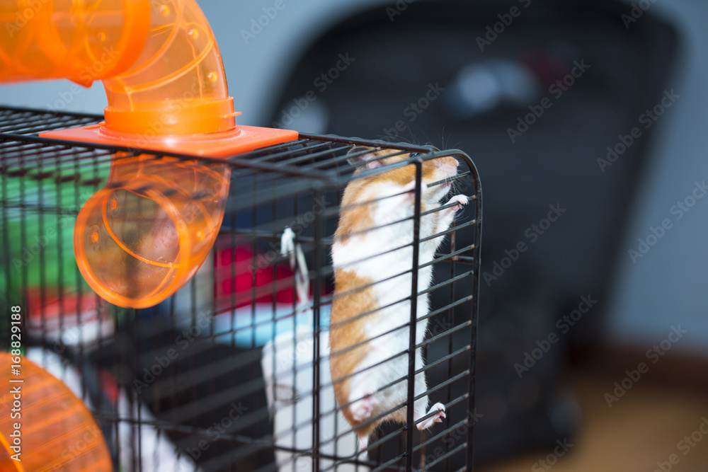 Fototapeta premium Hamster trying to escape from the cage