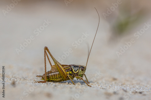 Roesels bush cricket on light sand © creativenature.nl