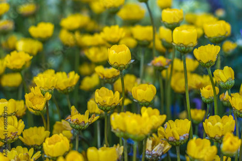 fleur jaune