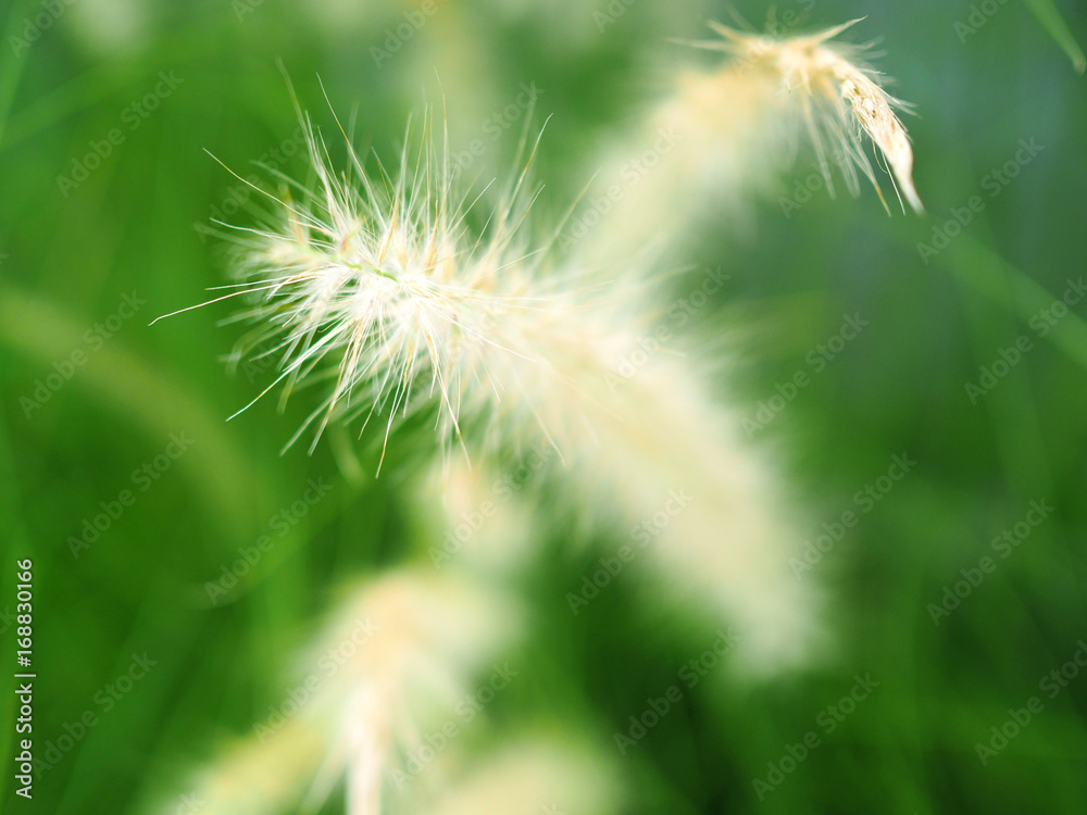 Flowering grass with blurry background, mission grass, Feather pennisetum Flowering grass with blurry background, mission grass, Feather pennisetum
