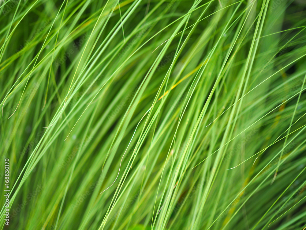 Green grass leaves background Green grass leaves background