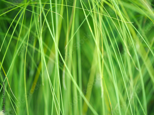 green grass background