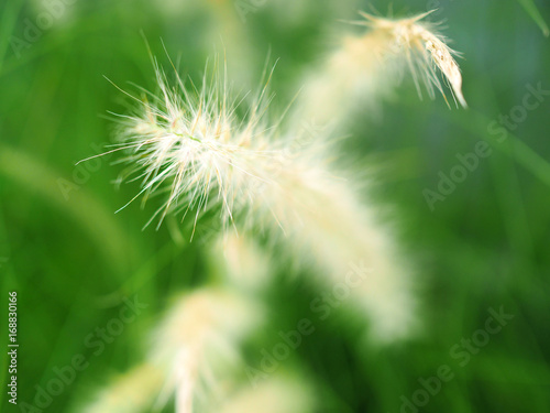 Flowering grass with blurry background, mission grass, Feather pennisetum