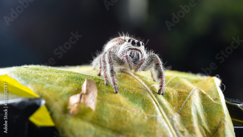 Close-ups Spider on the leaf,Phidippus regius jumping spider on the dark background