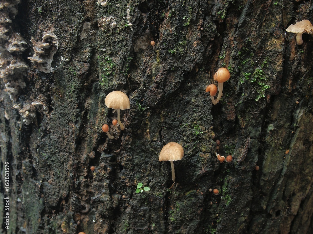 Fototapeta premium Mushroom on stump