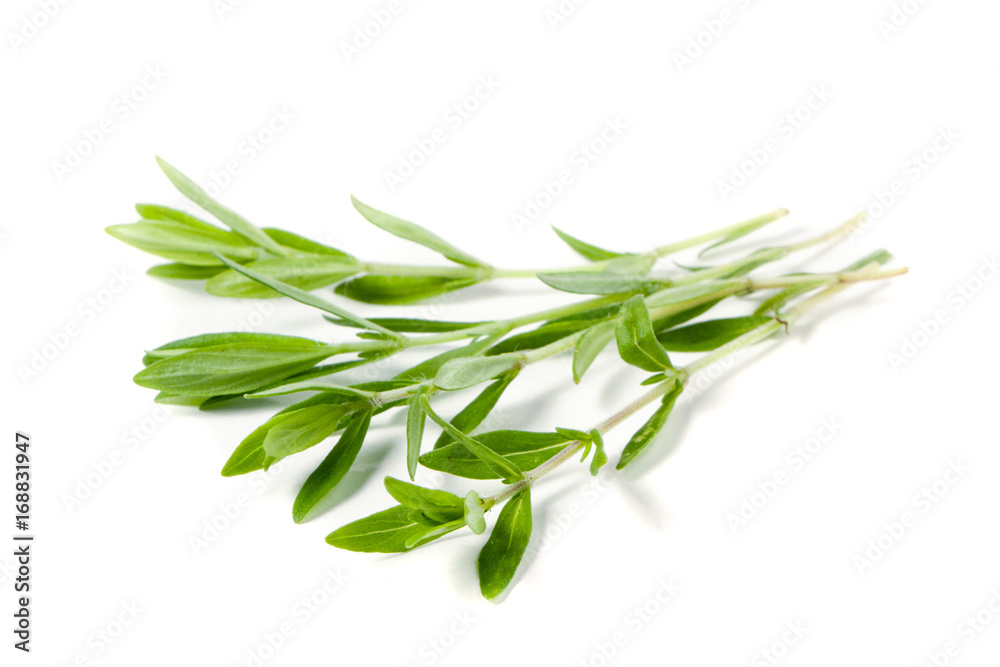 Sprig of fresh thyme isolated on a white background Sprig of fresh thyme isolated on a white background