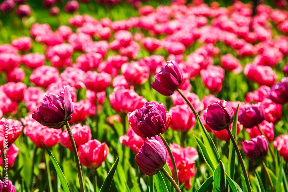  Amazing view of colorful  tulips in the garden.