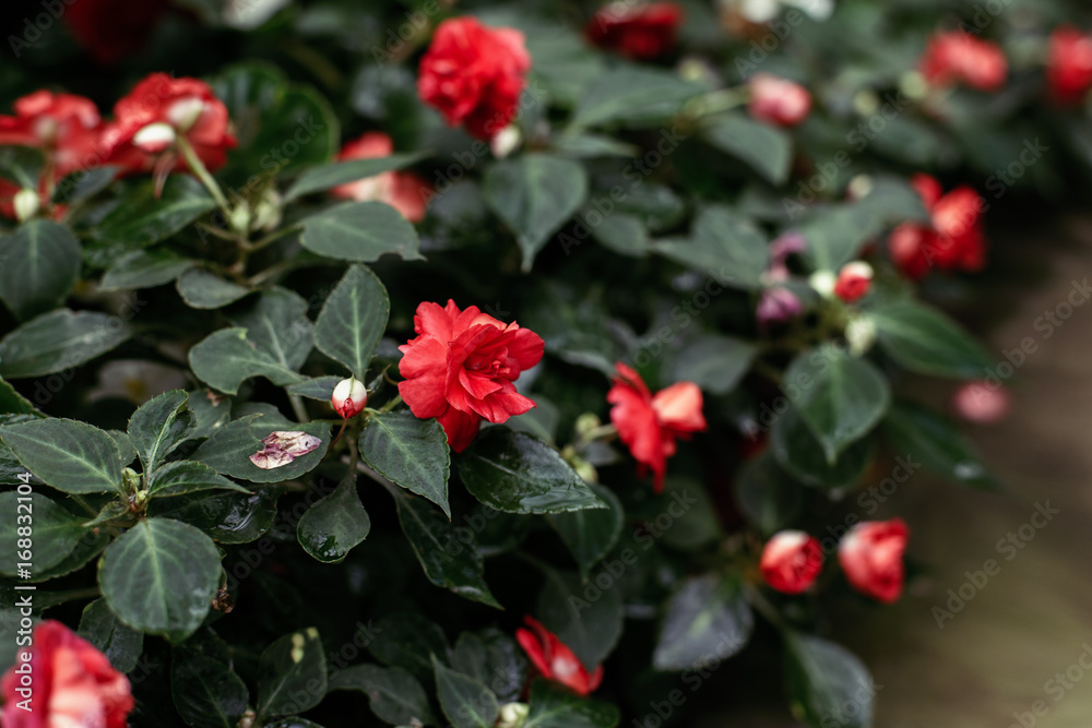 Closeup macro of red crimson flowers roses with green leaves foliage. Natural abstract textured background with copyspace. Closeup macro of red crimson flowers roses with green leaves foliage. Natural abstract textured background with copyspace.