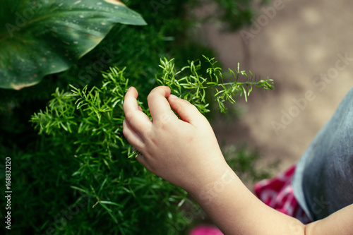 Closeup macro shot image of child hand fingers touching green plant. Kid baby discovering world around. Early development education. Toned with filters. Lifestyle healthy happy childhood concept. © anoushkatoronto