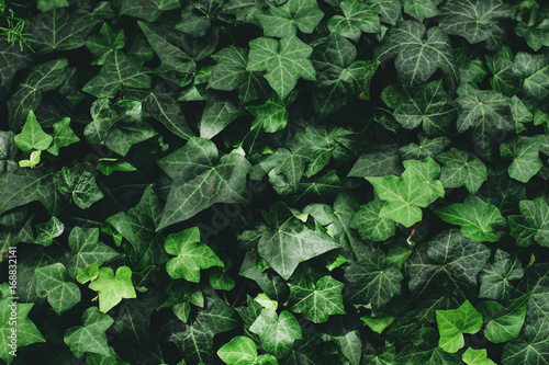 Fotografia, Obraz Closeup macro of hedera helix English ivy green leaves, toned with retro vintage filters