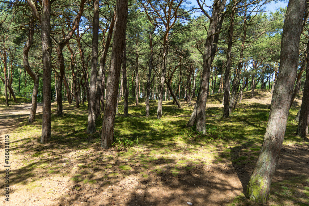 Lichtspiel im Küstenschutzwald an der polischen Ostseeküste bei Wladyslawowo Lichtspiel im Küstenschutzwald an der polischen Ostseeküste bei Wladyslawowo