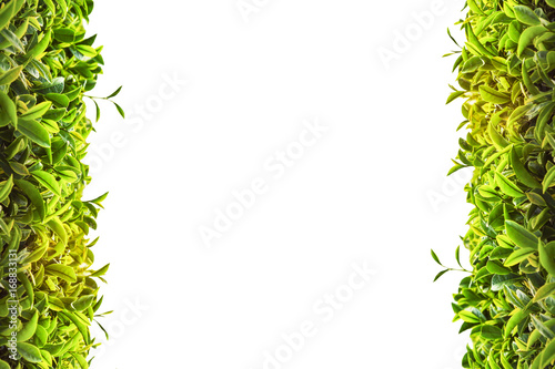 Green tea frame on white background photo