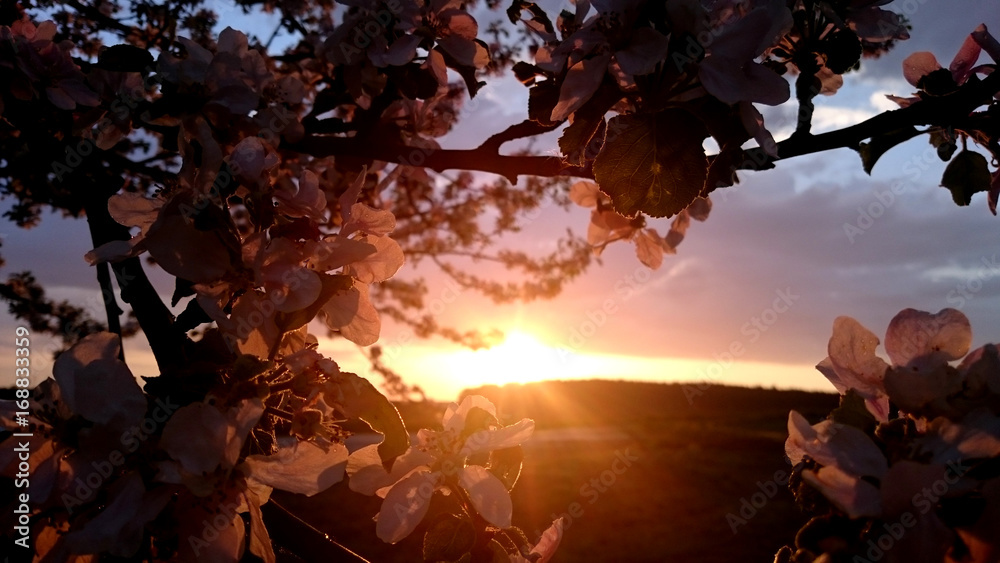 Romantischer Sonnenuntergang zwischen Kirschblüten Romantischer Sonnenuntergang zwischen Kirschblüten
