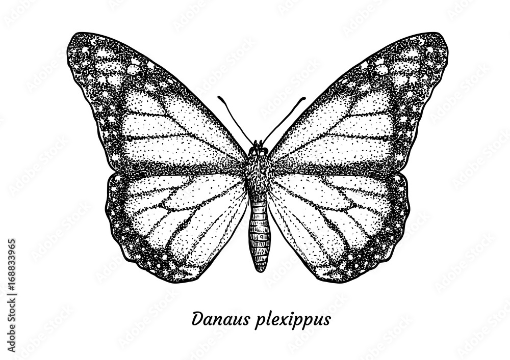 Naklejka Ilustracja motyl monarcha, rysunek, grawerowanie, atrament, grafika liniowa, wektor