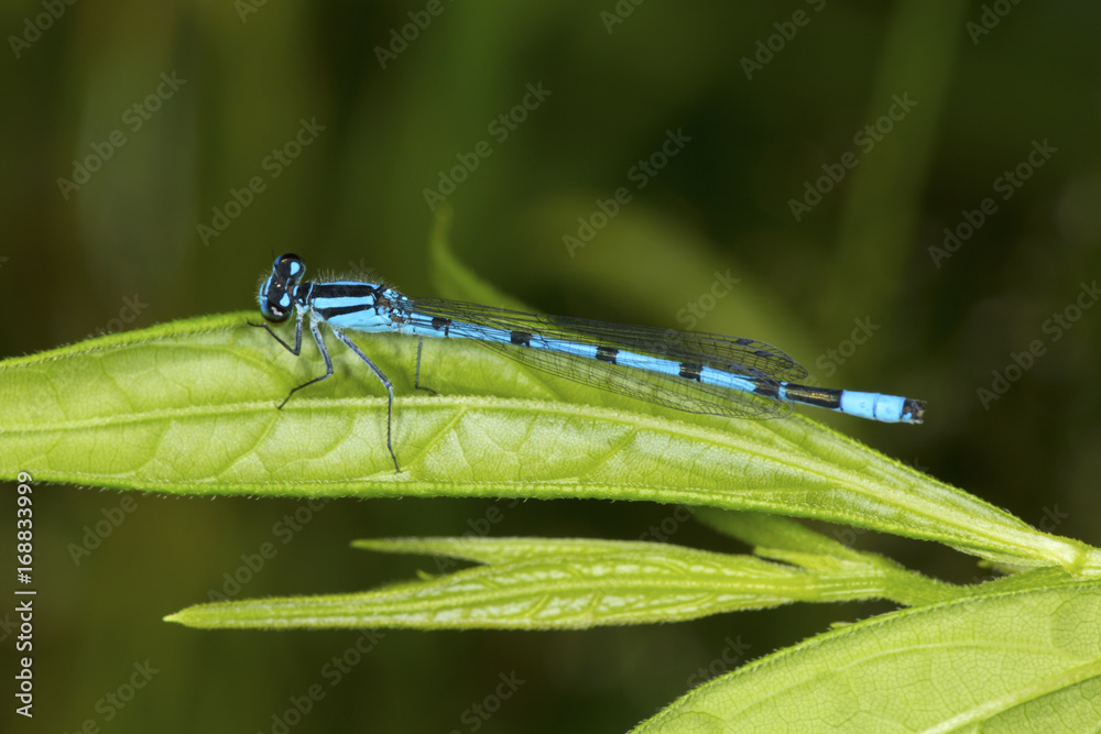 Bluet damselfly perched on a leaf in New Hampshire. Bluet damselfly perched on a leaf in New Hampshire.
