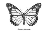 Monarch butterfly illustration, drawing, engraving, ink, line art, vector