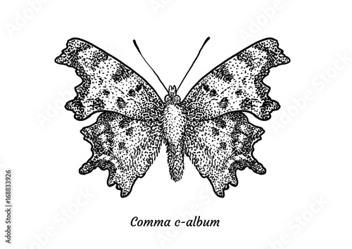 Comma butterfly illustration, drawing, engraving, ink, line art, vector