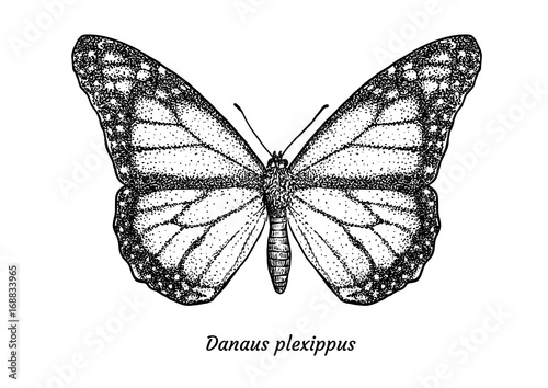 Naklejka Ilustracja motyl monarcha, rysunek, grawerowanie, atrament, grafika liniowa, wektor