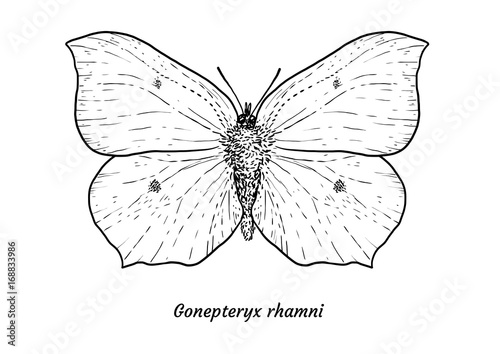 Common brimstone butterfly illustration, drawing, engraving, ink, line art, vector