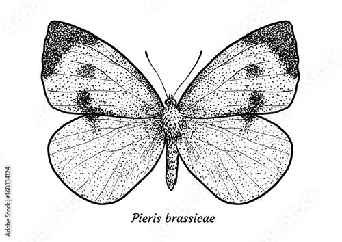 Naklejka Large white butterfly illustration, drawing, engraving, ink, line art, vector