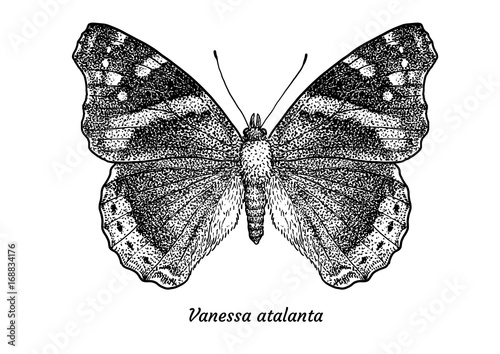 Red admiral butterfly illustration, drawing, engraving, ink, line art, vector