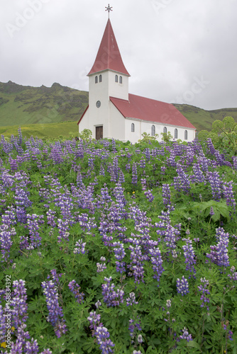 Vik's Church and Lupines, Iceland