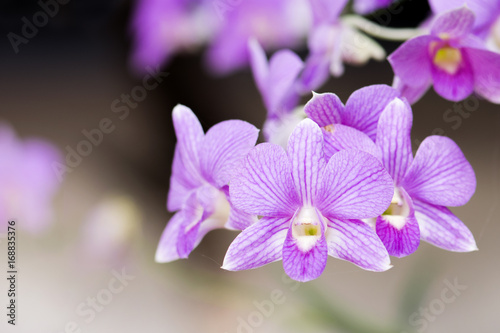 Beautiful purple orchids flower in garden