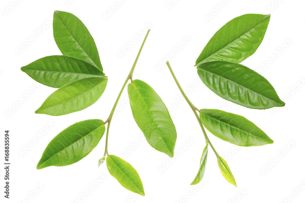 green tea green tea